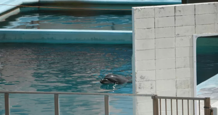 Photos and video taken by activists in March and August from outside the park show Honey floating in a tiny pool in an eerily empty facility. (The Dolphin Project)