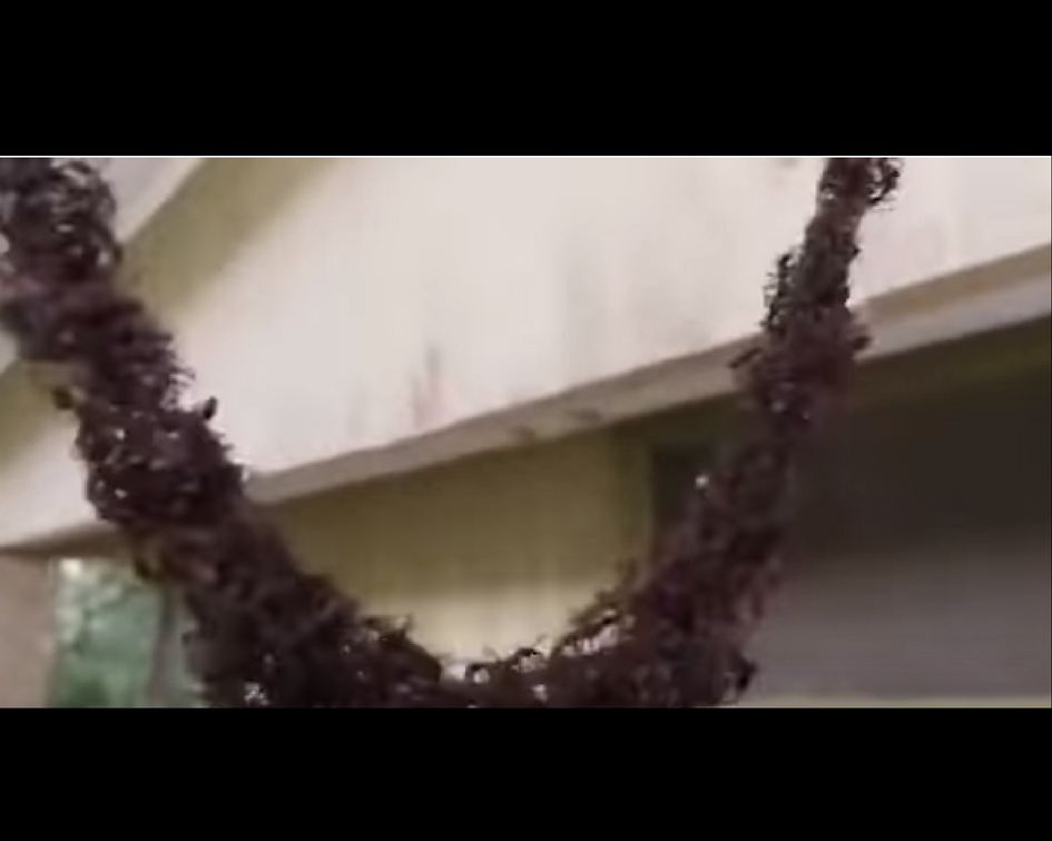 Source: YouTube