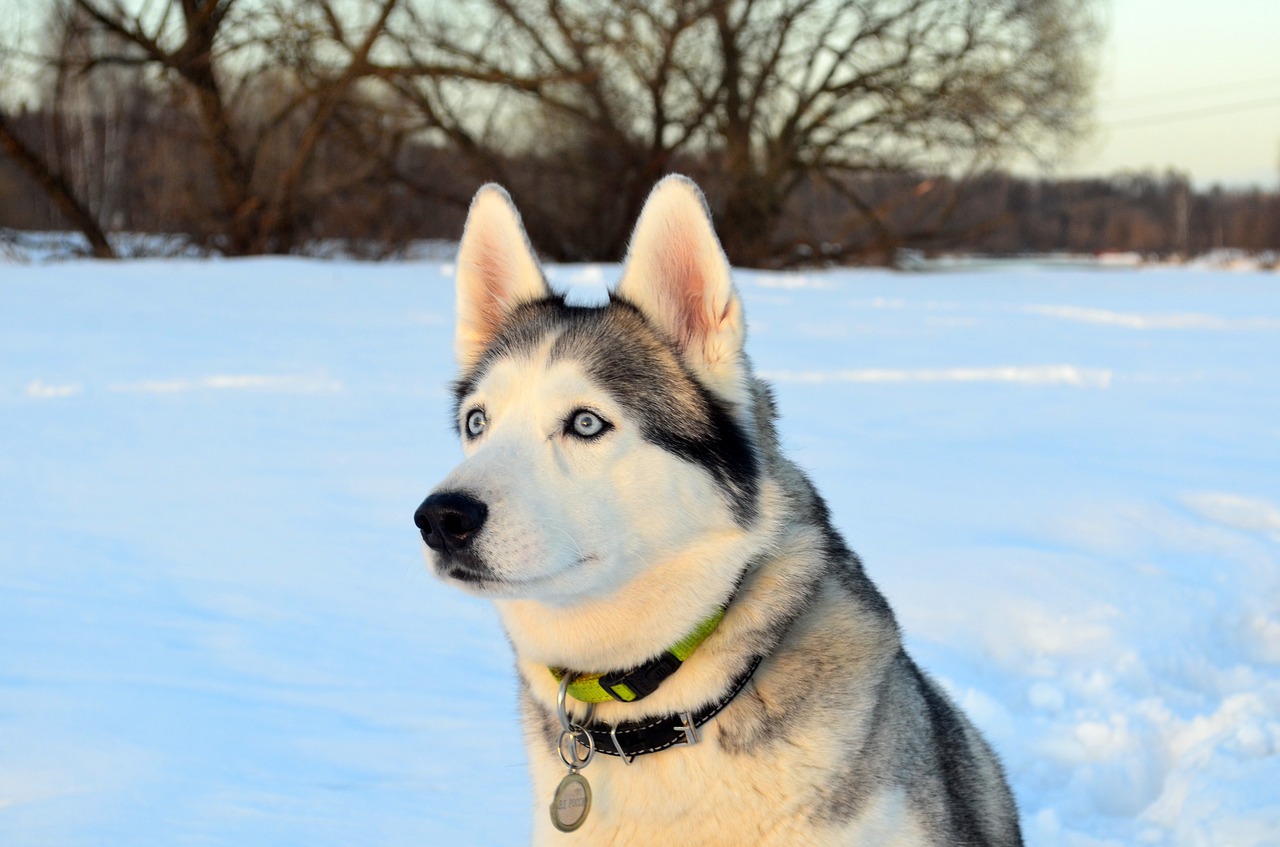 The husky bit off the boy's hand when he stuck it through his fence to play with it (Source: Pixabay)