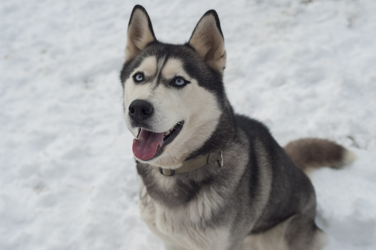 The owners of the dogs said neither of their dogs had bitten anyone in the past (Source: Pixabay)