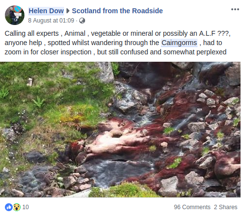 Social media commenters think pink blobs could be aliens (Facebook)