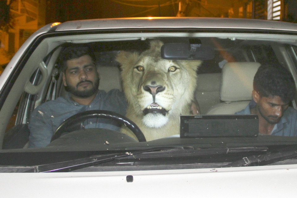 Simba travels with the brothers in their car (Source: YouTube/Barcroft)