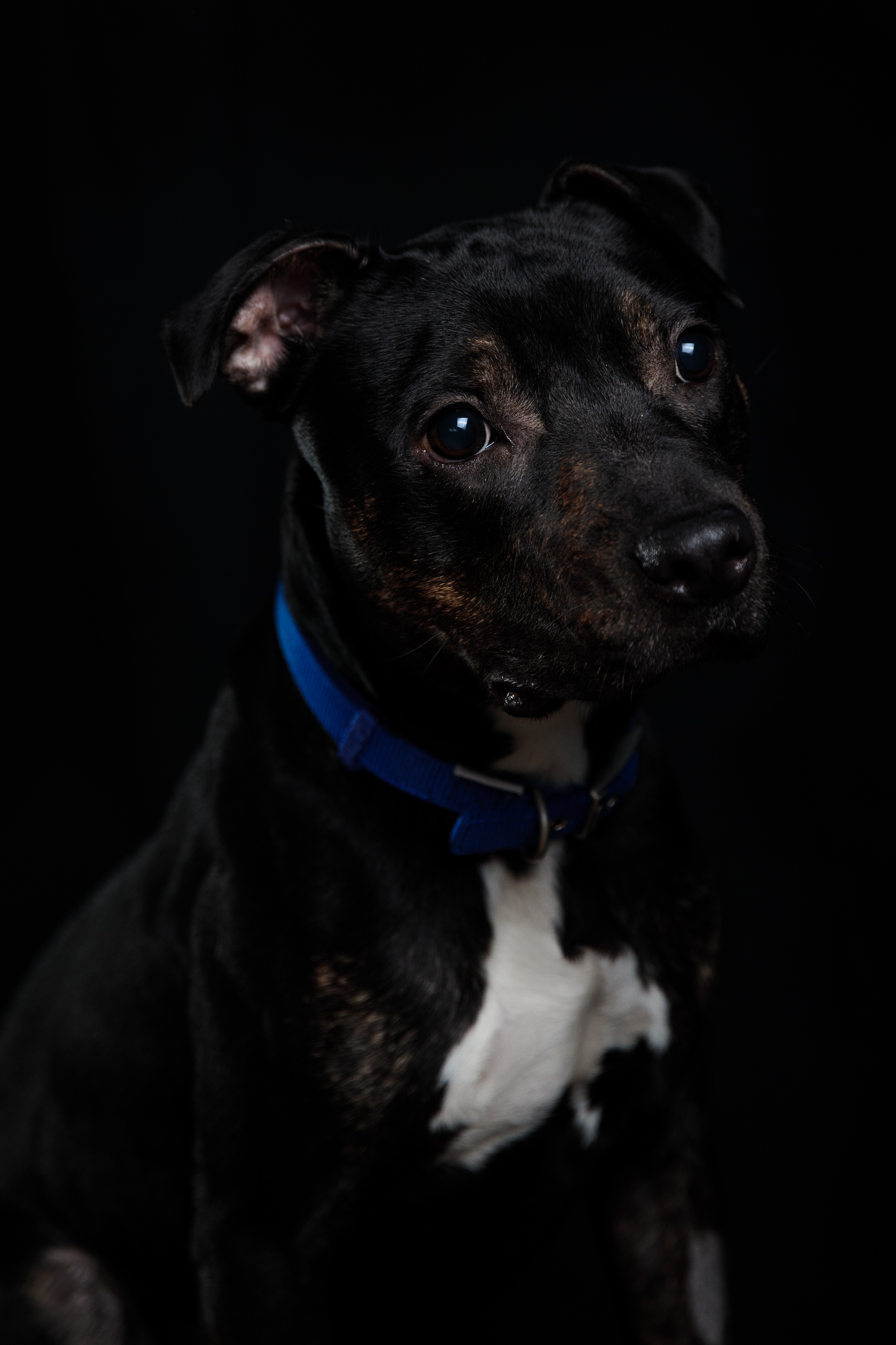 A representative picture of a Staffordshire Terrier (Getty Images)