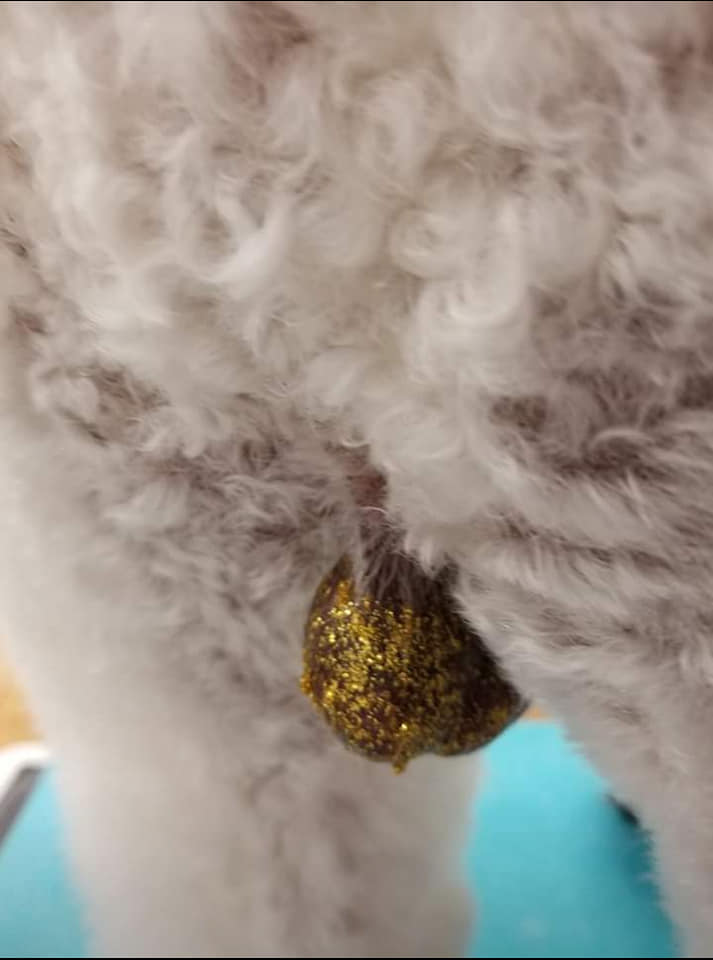 Quite a lot of pet lovers responded, and comments poured in on the posts as people reacted to the new trend and why an owner would even bother to consider the look. (Source: Facebook)