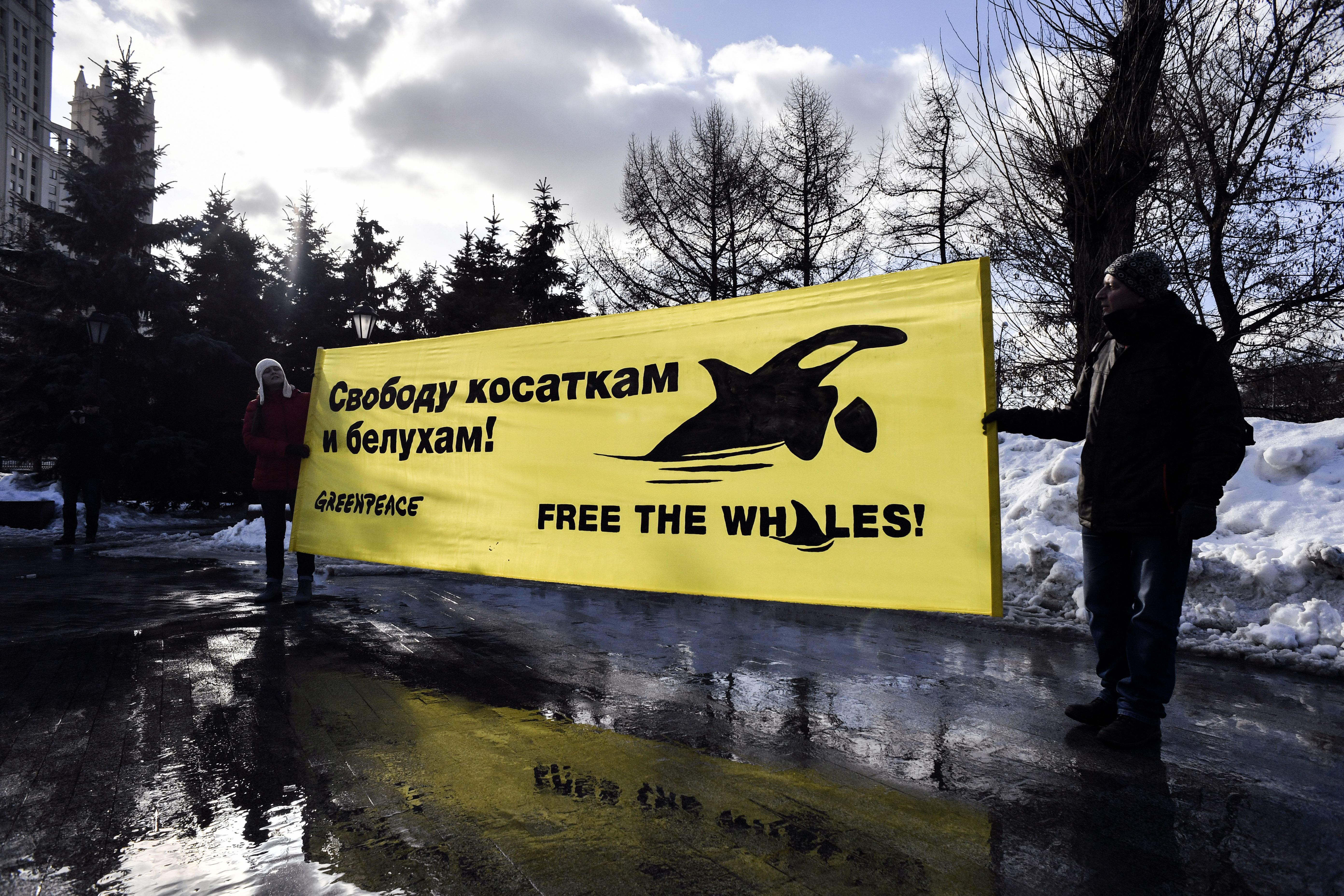 Greenpeace activists and supporters rally in Moscow on February 16, 2019, demanding the release of orcas and white whales held at a holding facility in the town of Nakhodka (Source: ALEXANDER NEMENOV/AFP/Getty Images)