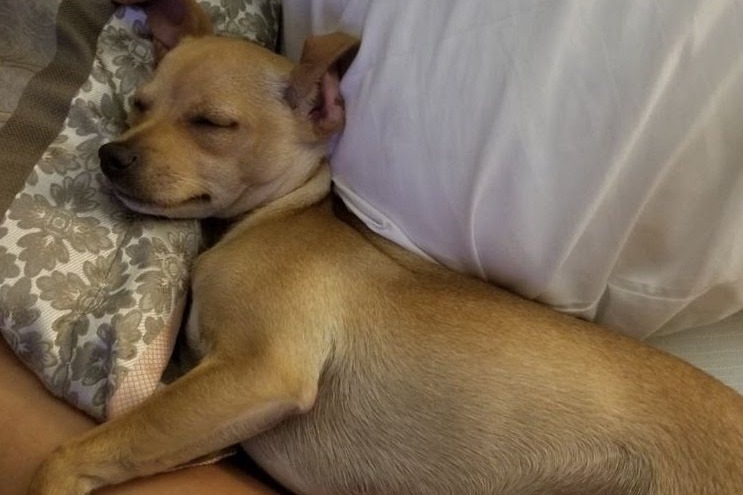 Poochies (Source: GoFundMe)