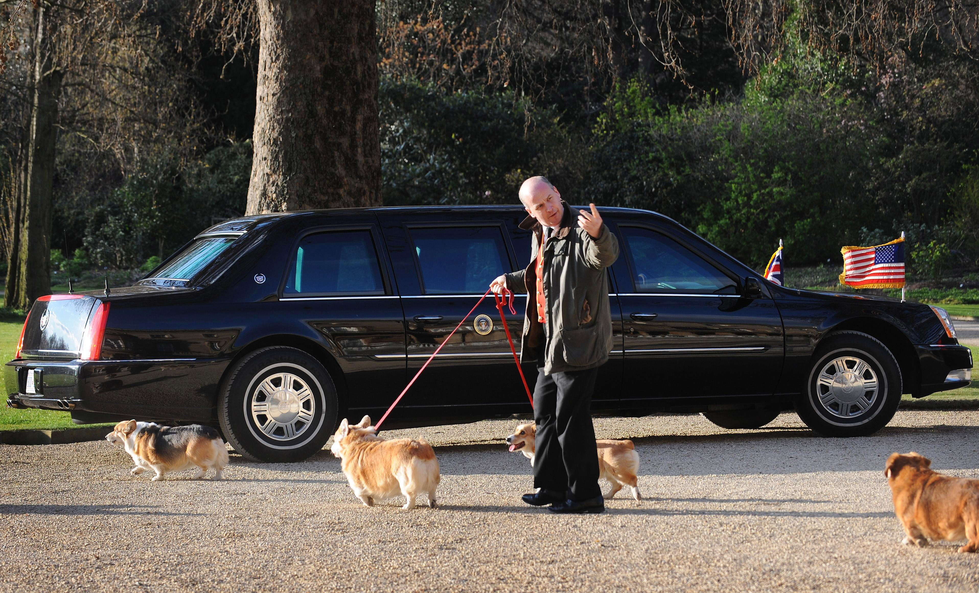 Queen Elizabeth II's Corgis are taken for a walk as they pass US President Barack Obama's car in the grounds of Buckingham Palace while he had an audience with the Queen on April 1, 2009 in London, England. (Photo by Stefan Rousseau - WPA Pool/Getty Images)