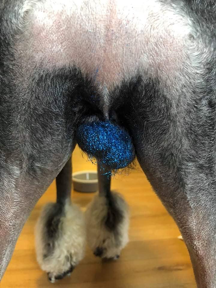 For all concerned pooch lovers, the artistic effect is achieved by mixing edible glitter and corn syrup so it sticks to the surface of the animal. (Source: Facebook)