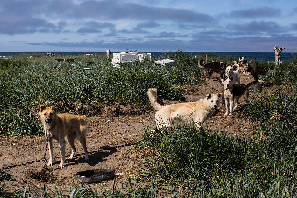 Beatty said that in spite of strong advertising campaigns in the media, some people just weren't getting it or were wilfully undertaking animal cruelty. (Photo by Andrew Burton/Getty Images)