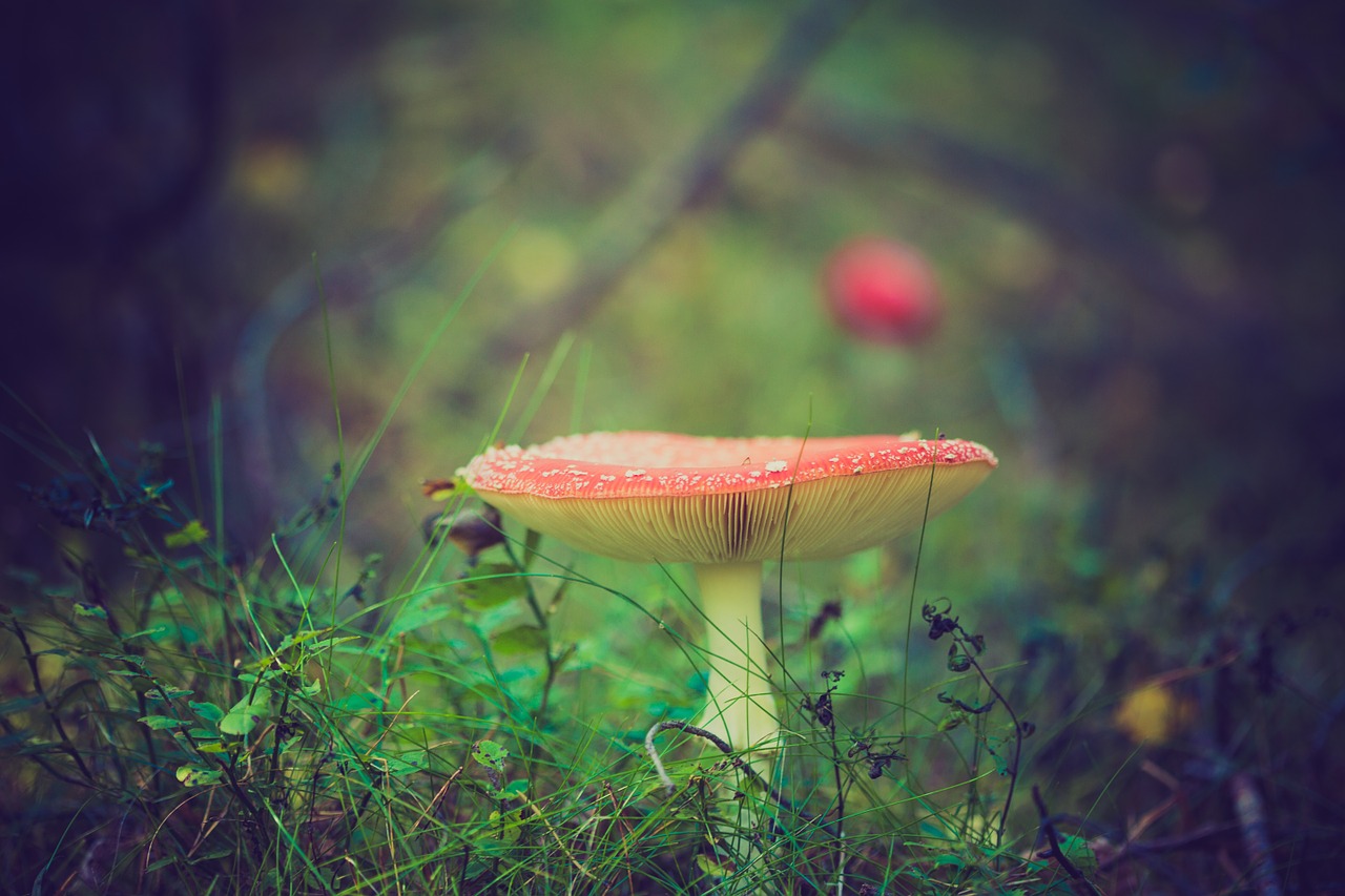 Psilocybin, the working chemical in 'magic mushrooms', has shown favorable outcomes for patients with depression that have otherwise shown no improvements with conventional treatments. (Pixabay)