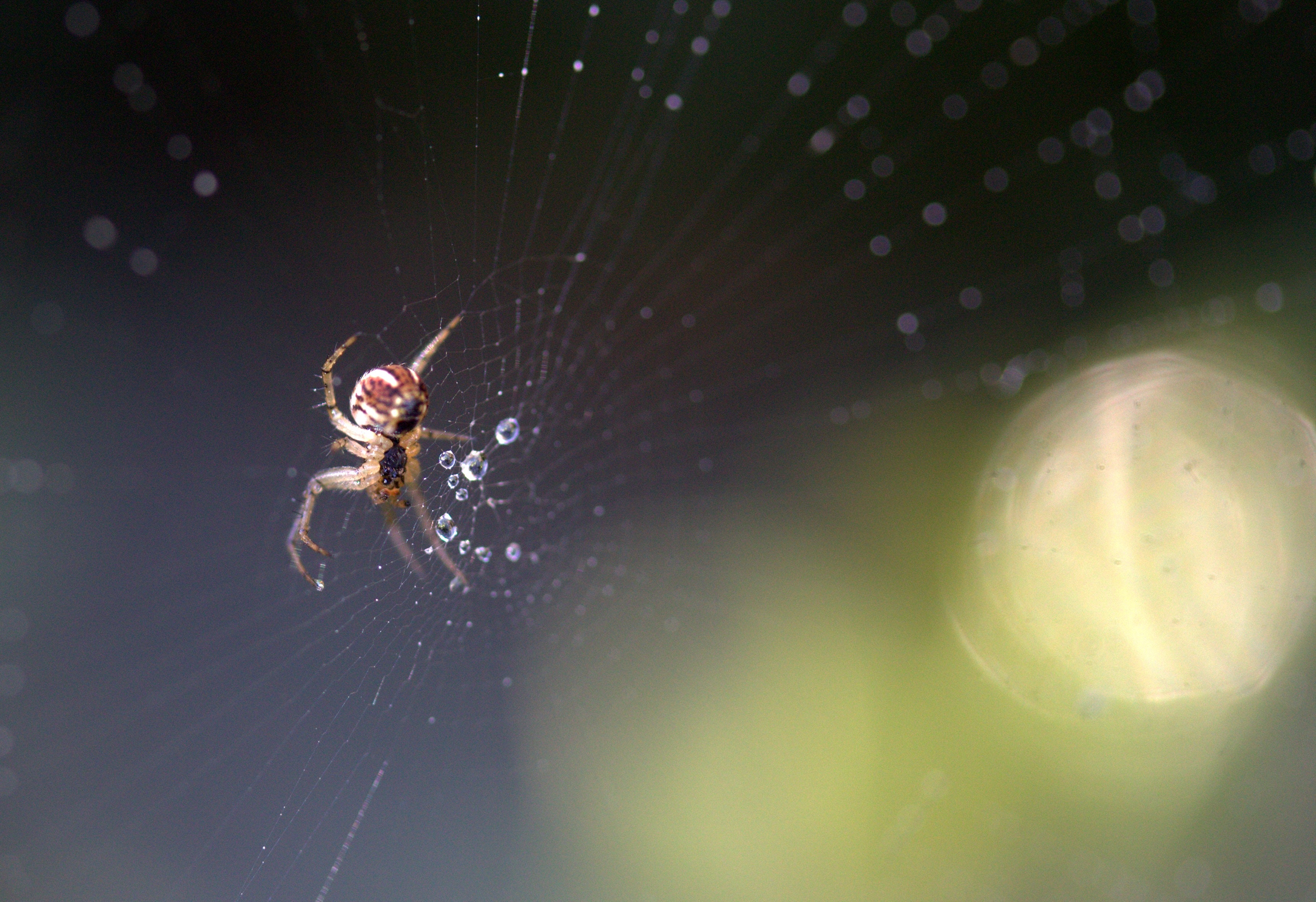 Spiders make their webs where they have their food source (Pexels)