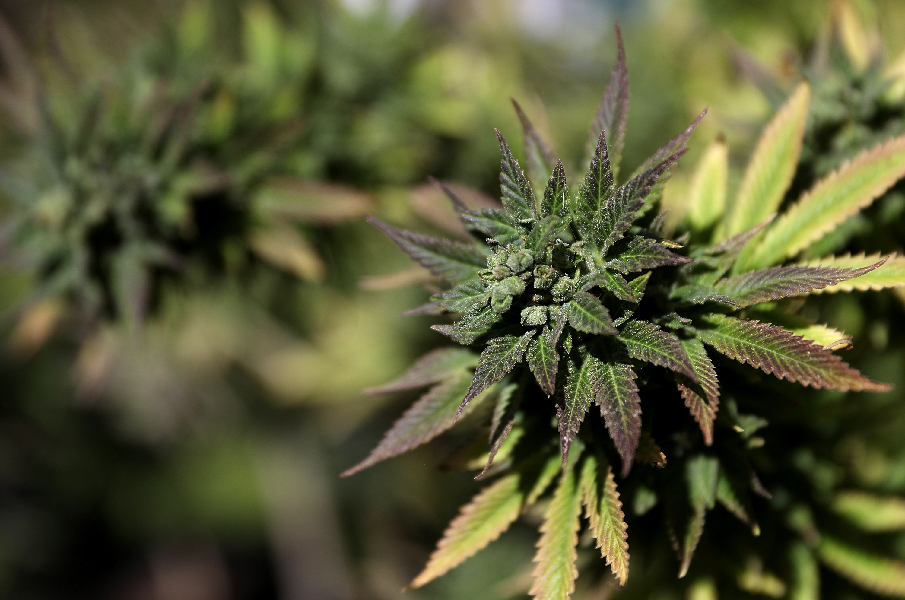 The study said that smoking marijuana alters the DNA of the sperm of the smoker (Source: Justin Sullivan/Getty Images)