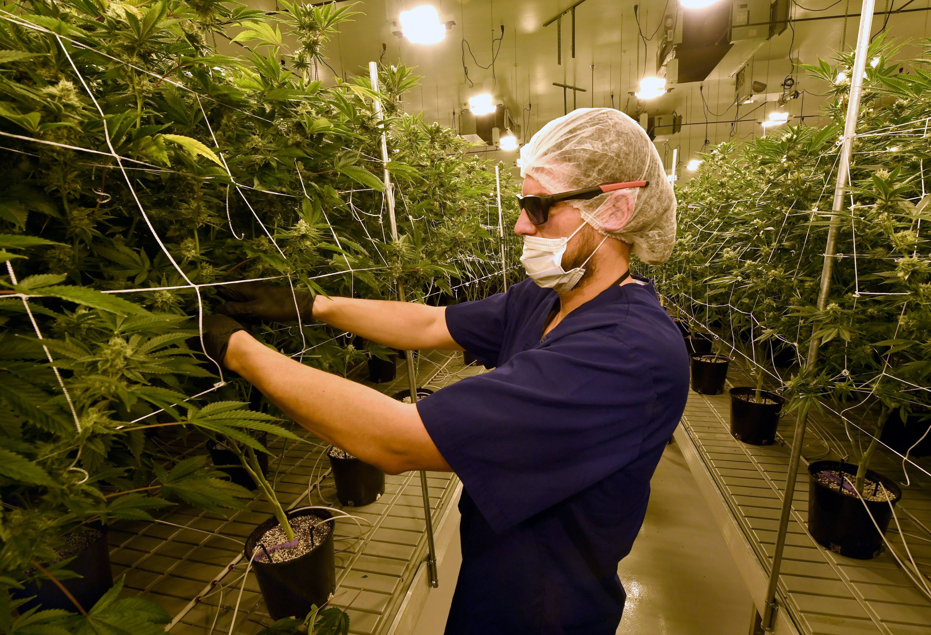 On July 1, 2017, Nevada joined seven other states allowing recreational marijuana use and became the first of four states that voted to legalize recreational sales in November's election to allow dispensaries to sell cannabis for recreational use to anyone over 21. (Getty)