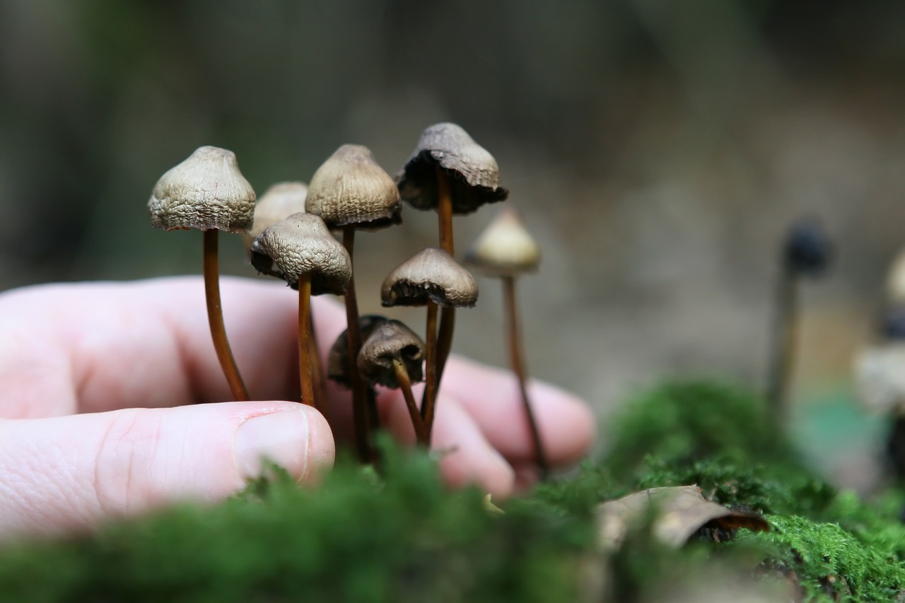 The FDA's designation of Psilocybin as Breakthrough Therapy should shorten the period between clinical trials and its release to the market. (Pixabay)