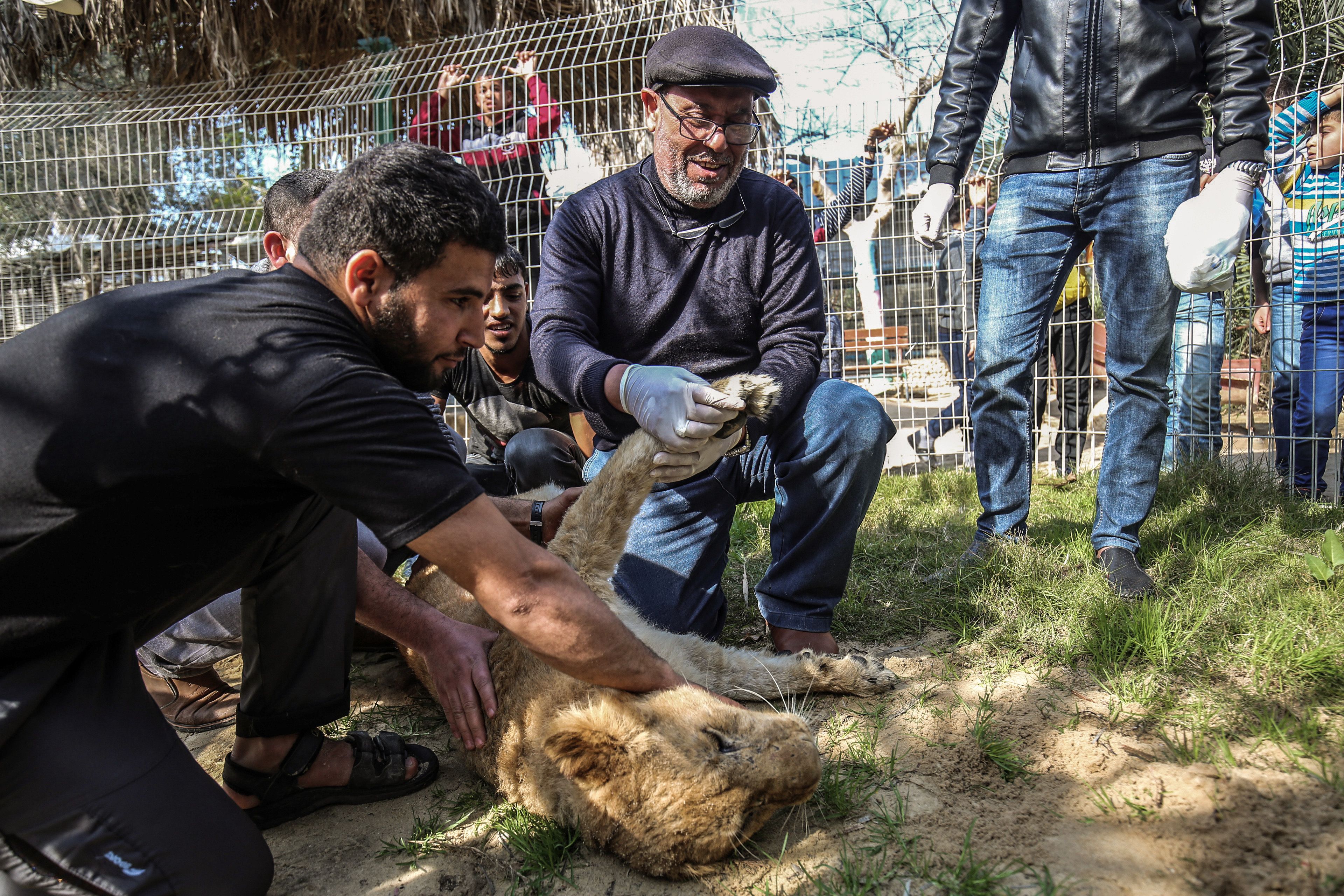 Palestinian veterinarian Fayyaz al-Haddad, holds the paw of the lioness 'Falestine' after being declawed, at the Rafah Zoo in the southern Gaza Strip on February 12, 2019. - The zoo in the war-battered Palestinian enclave is promoting itself as offering the chance to play with the 14-month-old declawed lioness, which is supposed to be placid enough to meet visitors. It is the latest unconventional animal care practice in Gaza where there is no specialized animal hospital with a few dilapidated zoos competing for business (Getty Images)