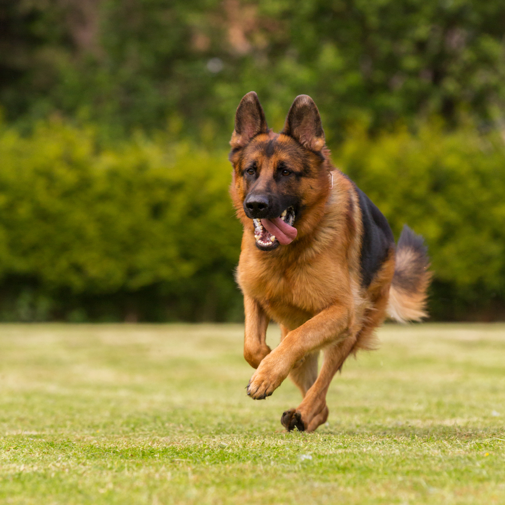 The six dogs were all euthanized after the violent attack (Source: iStock by Getty Images)