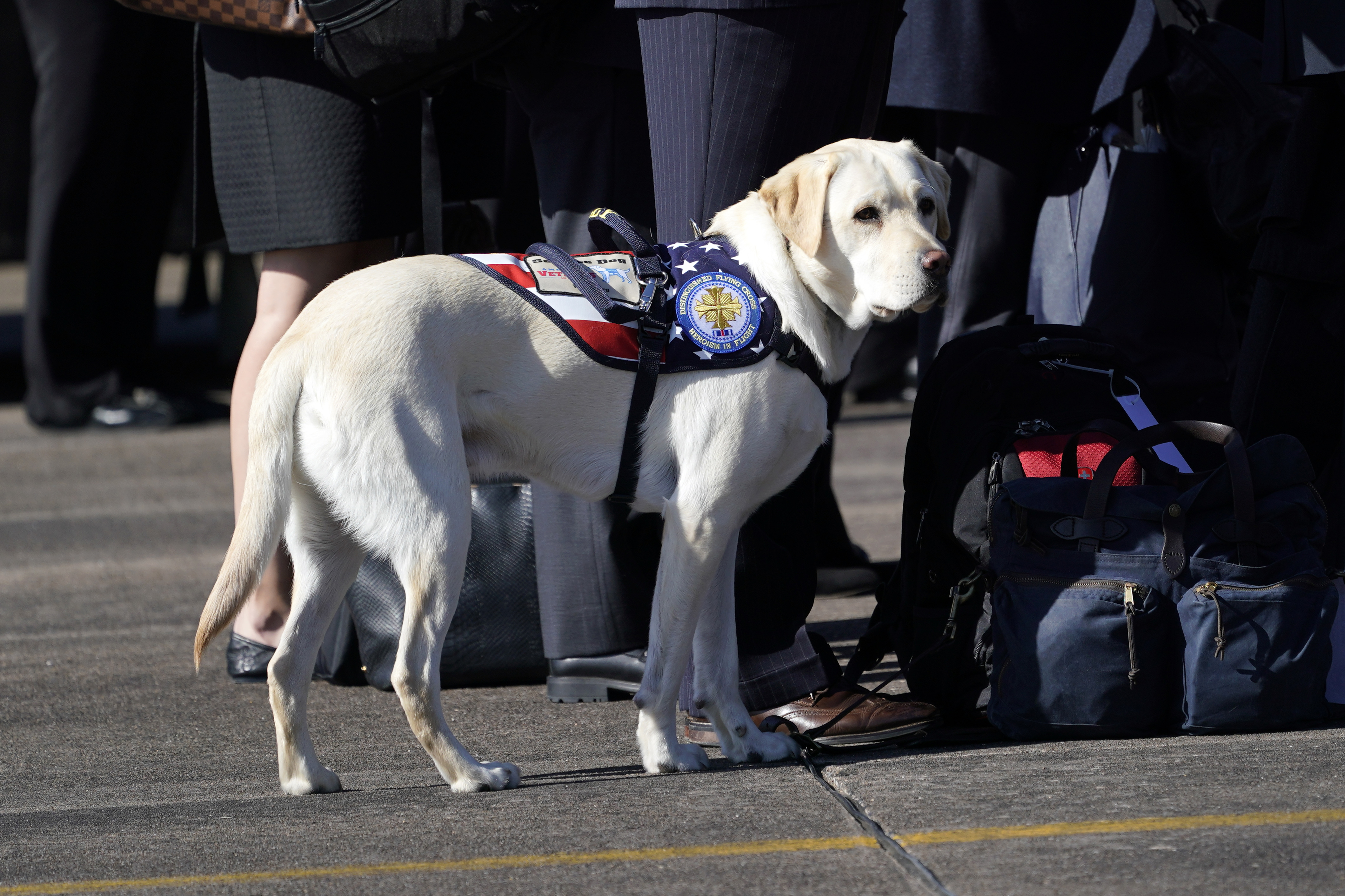 Sully, the yellow Labrador retriever service dog of former President George H.W. Bush waits as joint services military honor guard carry the flag-draped casket of the remains of his master during a departure ceremony to Washington D. C at Ellington Field on December 3, 2018, in Houston, Texas. (Getty)