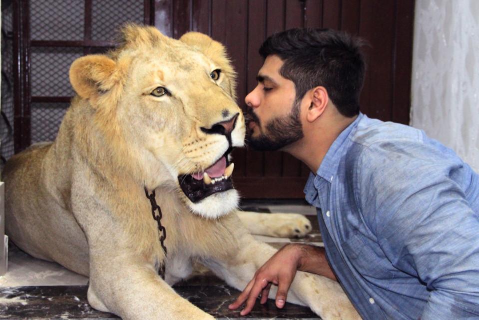 The brothers insist that Simba is a member of their family (Source: YouTube/Barcroft)