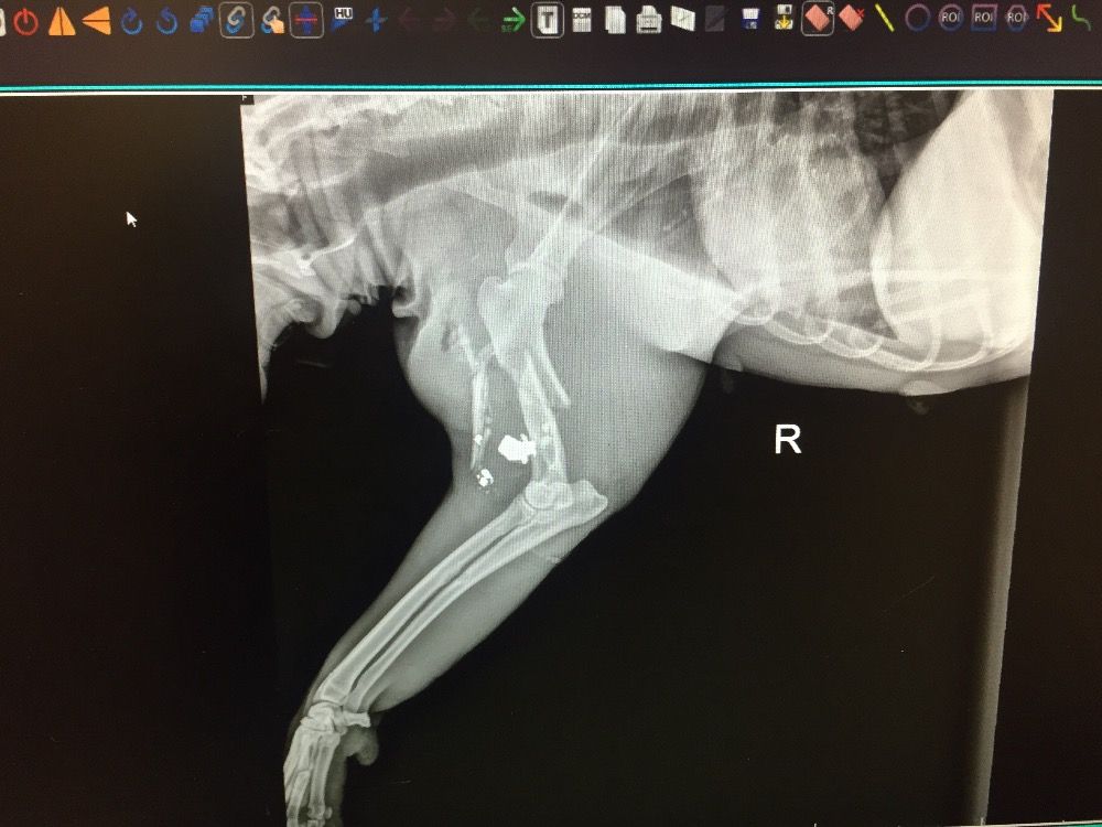 A bullet is still lodged in Youneek's leg, according to an X-ray scan. (GoFundMe)
