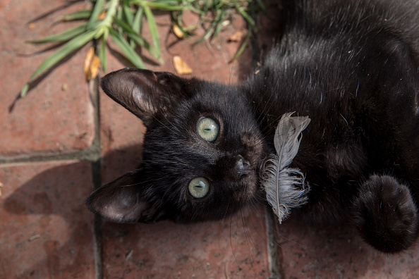 Trying to convert an omnivore to a vegan is a criminal offense. (Getty Images)
