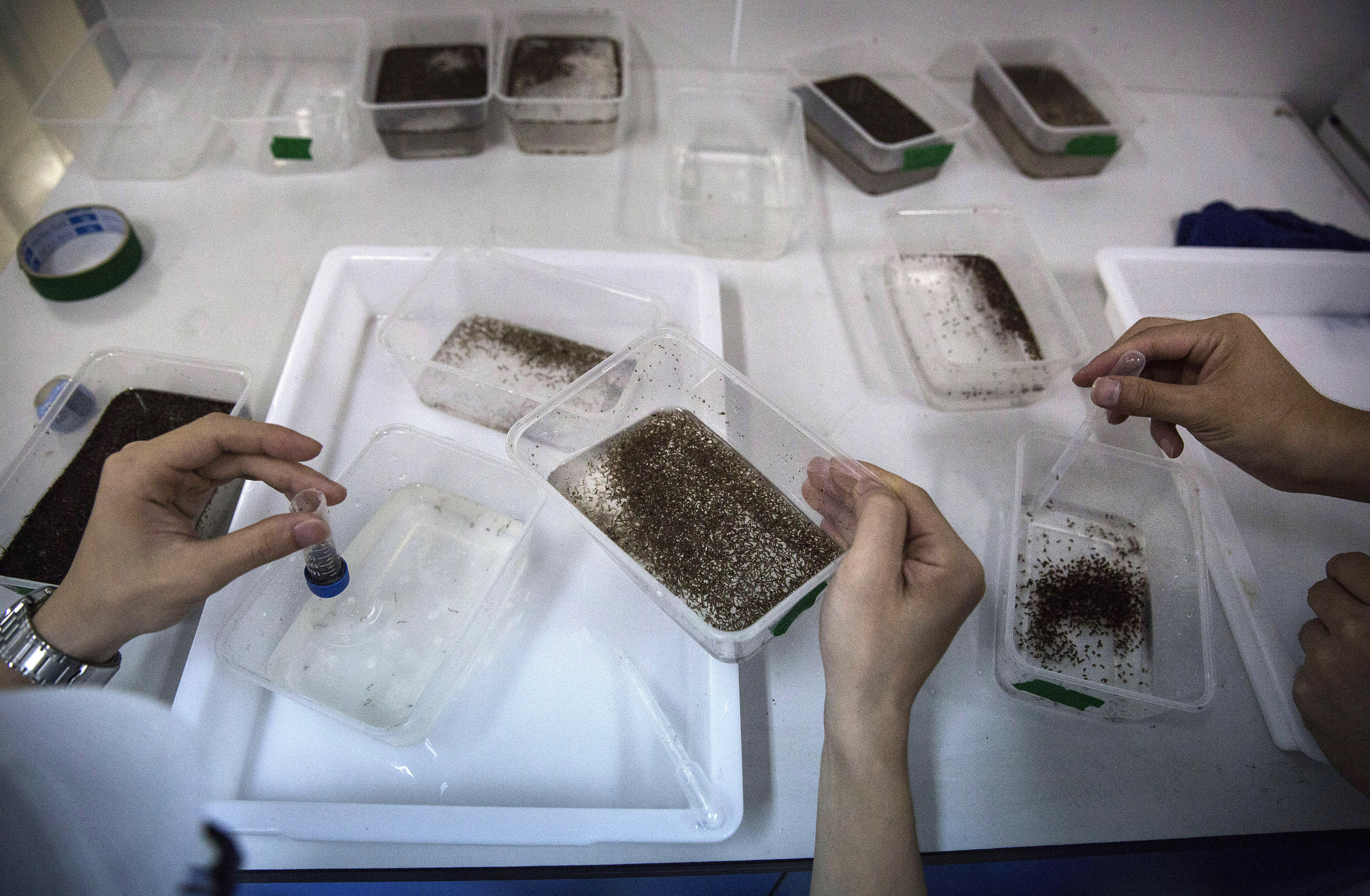 Chinese technicians put pupa into dishes in the lab at the Sun Yat-Sen University-Michigan University Joint Center of Vector Control for Tropical Disease on June 22, 2016 in Guangzhou, China.