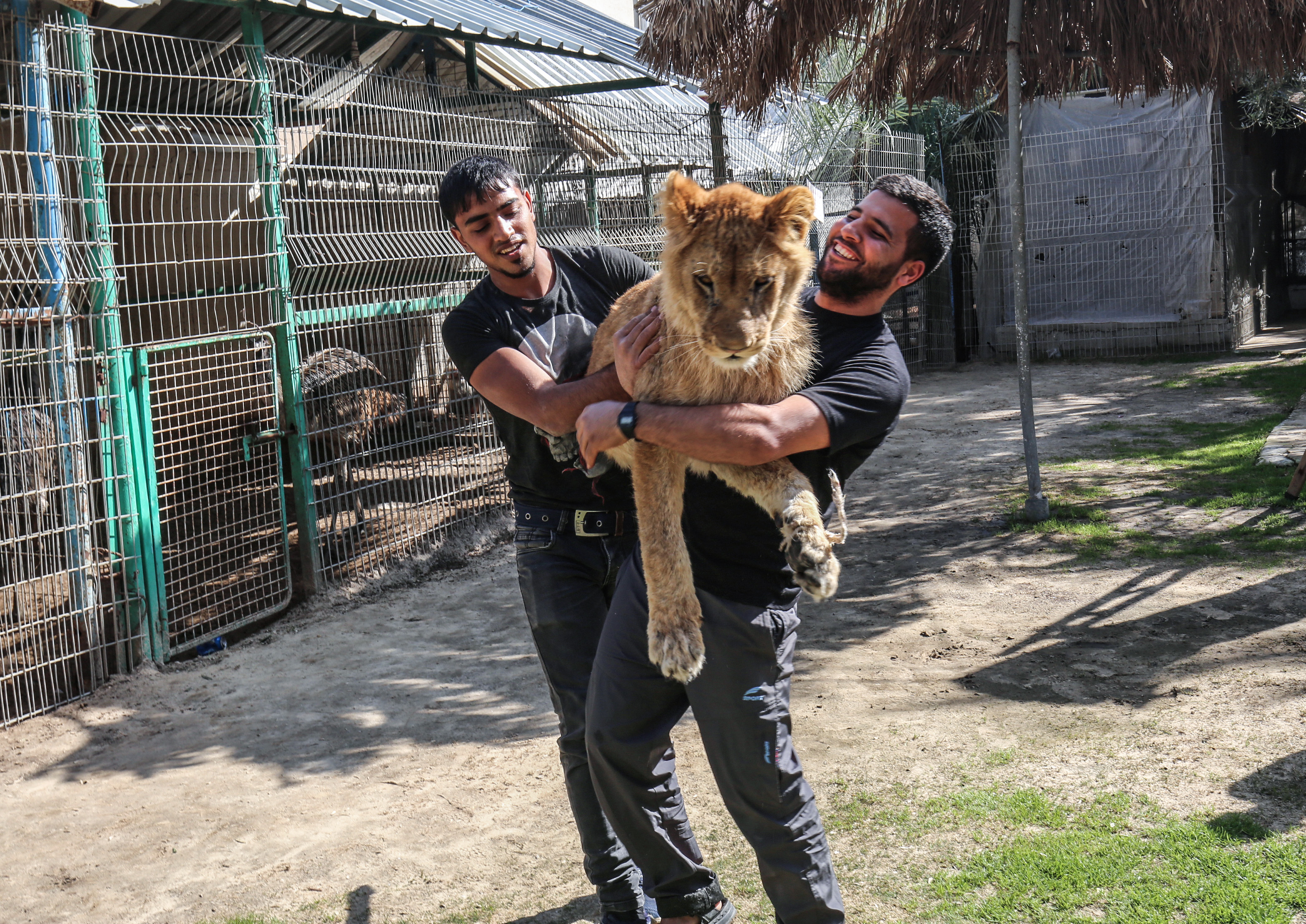 Palestinian zoo workers hold up the lioness 'Falestine' at the Rafah Zoo in the southern Gaza Strip on February 12, 2019. - The zoo in the war-battered Palestinian enclave is promoting itself as offering the chance to play with the 14-month-old declawed lioness, which is supposed to be placid enough to meet visitors. It is the latest unconventional animal care practice in Gaza where there is no specialized animal hospital with a few dilapidated zoos competing for business. (Photo by SAID KHATIB / AFP/Getty Images)