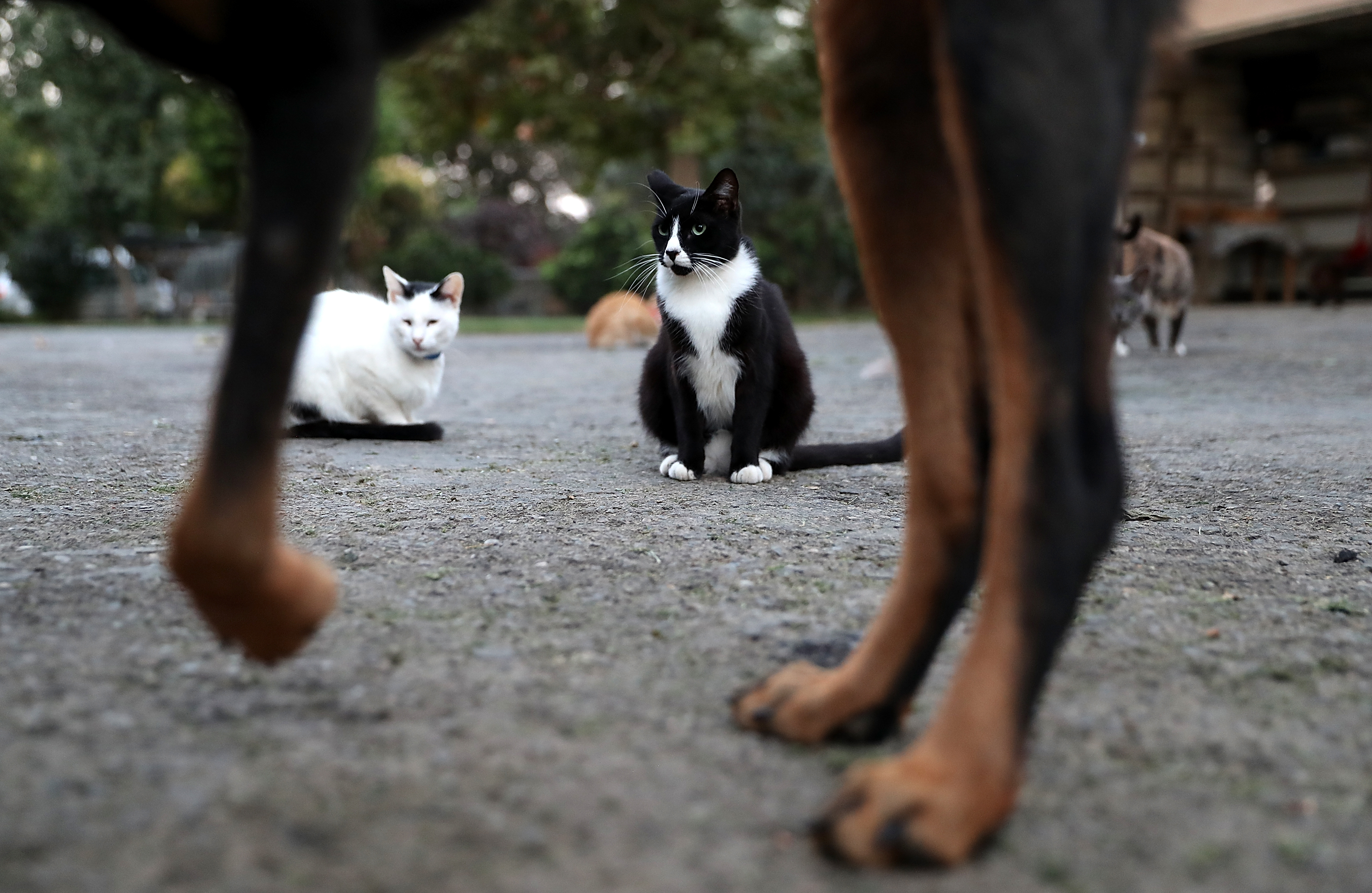 The veterinary charity The People's Dispensary For Sick Animals, reportedly said that almost half of all dogs and a third of cats seen by vets in the country are classified.