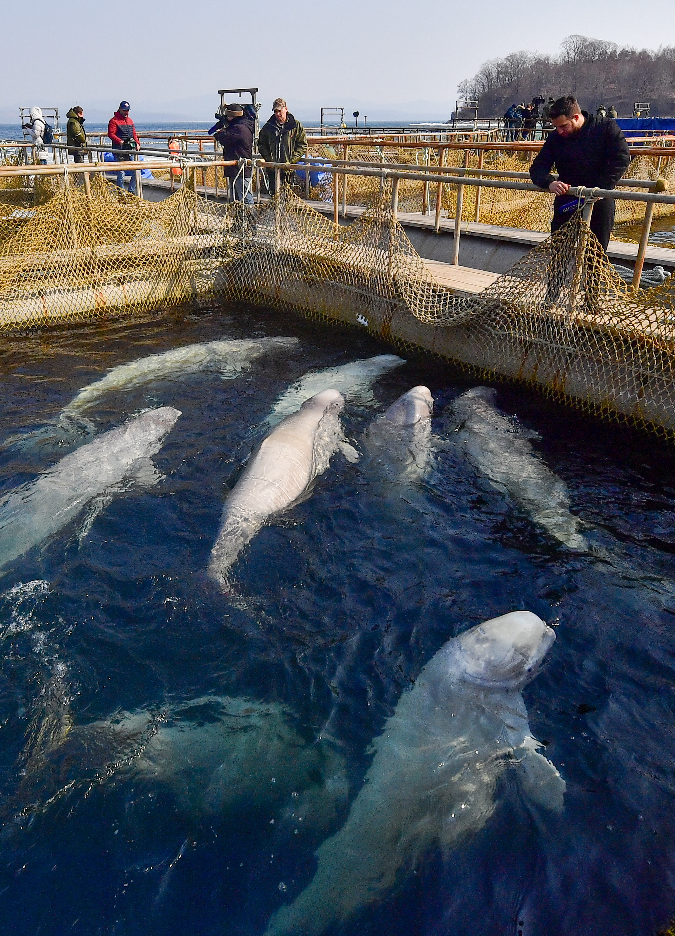 Beluga whales in a pool in the marine animals adaptation centre where illegally caught 11 orcas and 90 belugas that were to be sold to Chinese amusement parks are being kept, in Srednyaya Bay (Source: Yuri Smityuk/TASS via Getty Images)