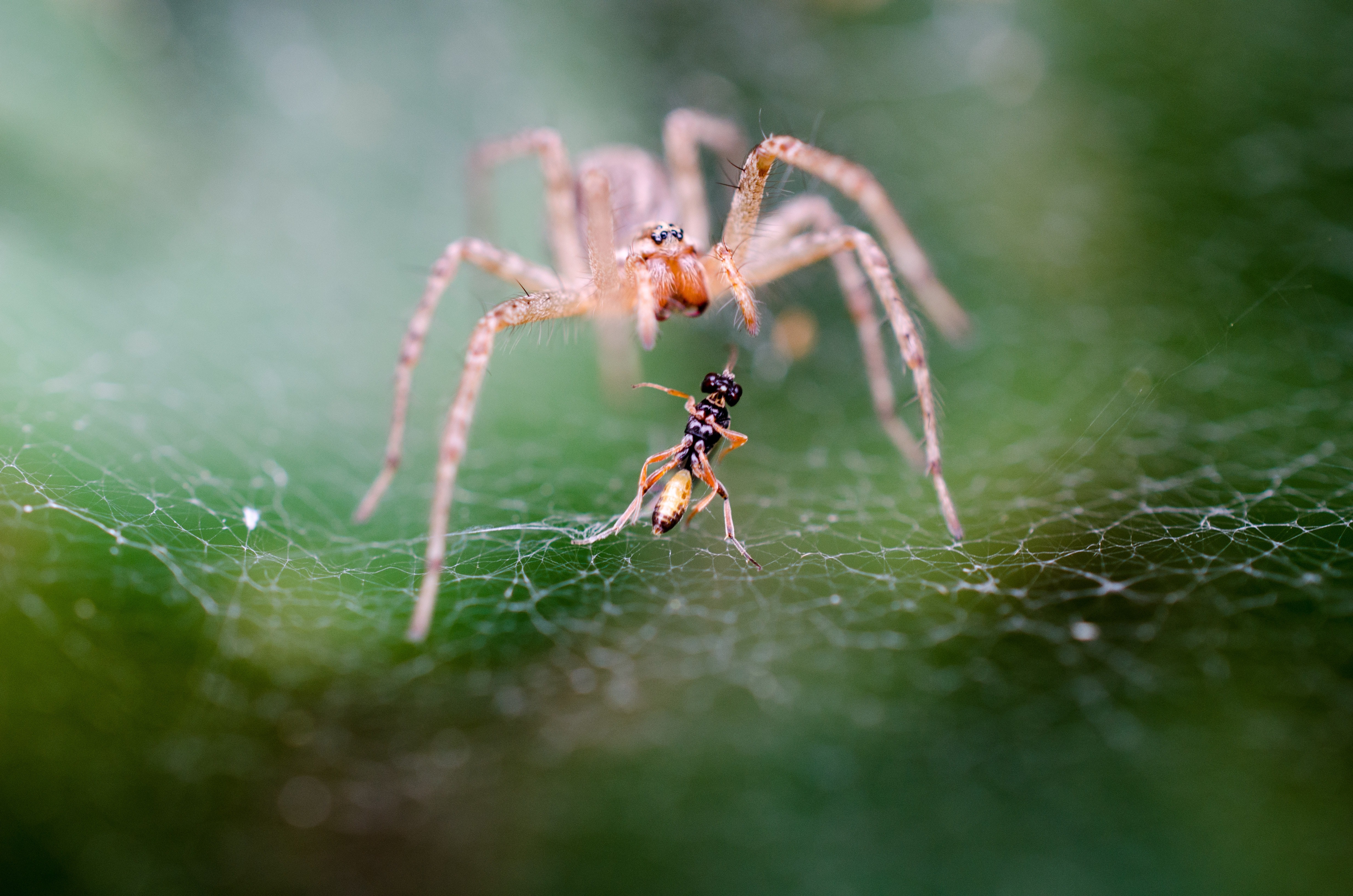 Spiders keep pests out of your house (Pexels)