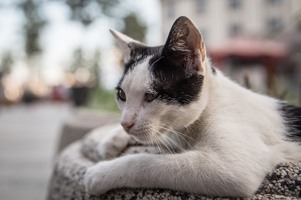 Cats could be severely malnourished if not given proper food. (Getty Images)