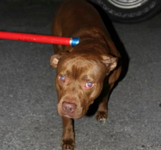 The pit bull was removed from the home and later euthanized. (Citrus County Sheriff's Office)