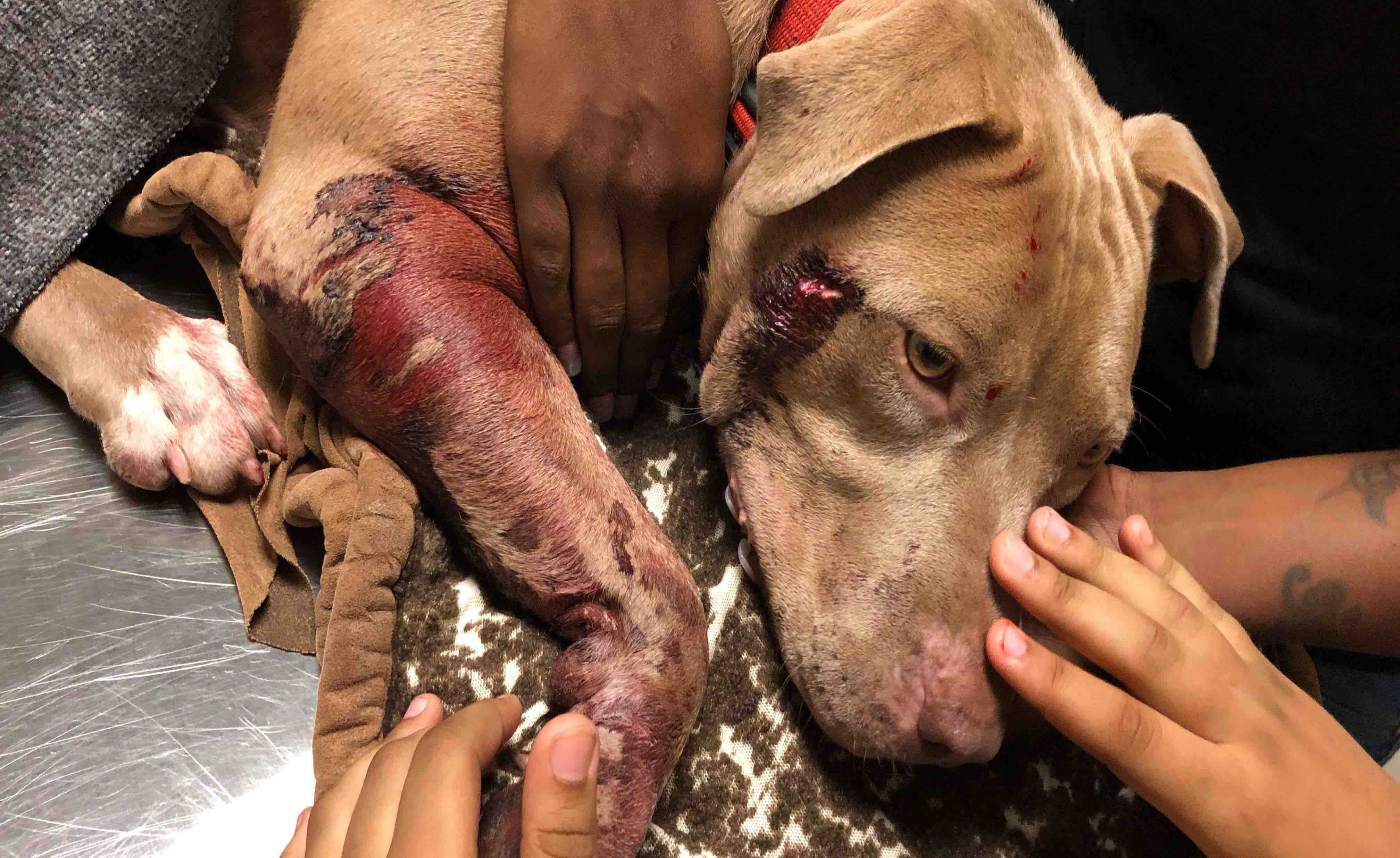 According to Savonna Brown, a neighbor who witnessed the heartbreaking incident, Youneek is not an aggressive dog. (GoFundMe)