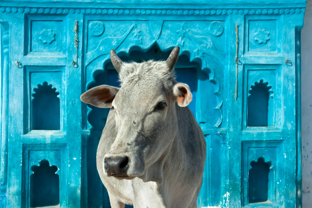 Many Hindus consider the cow as holy and don't eat beef (Source: iStock by Getty Images)