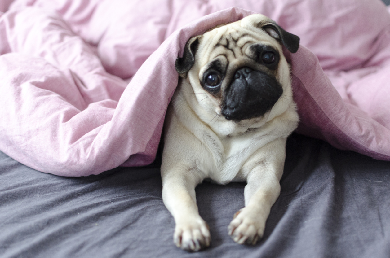 The pug has a high value because it's a thoroughbred dog (Source: iStock by Getty Images)
