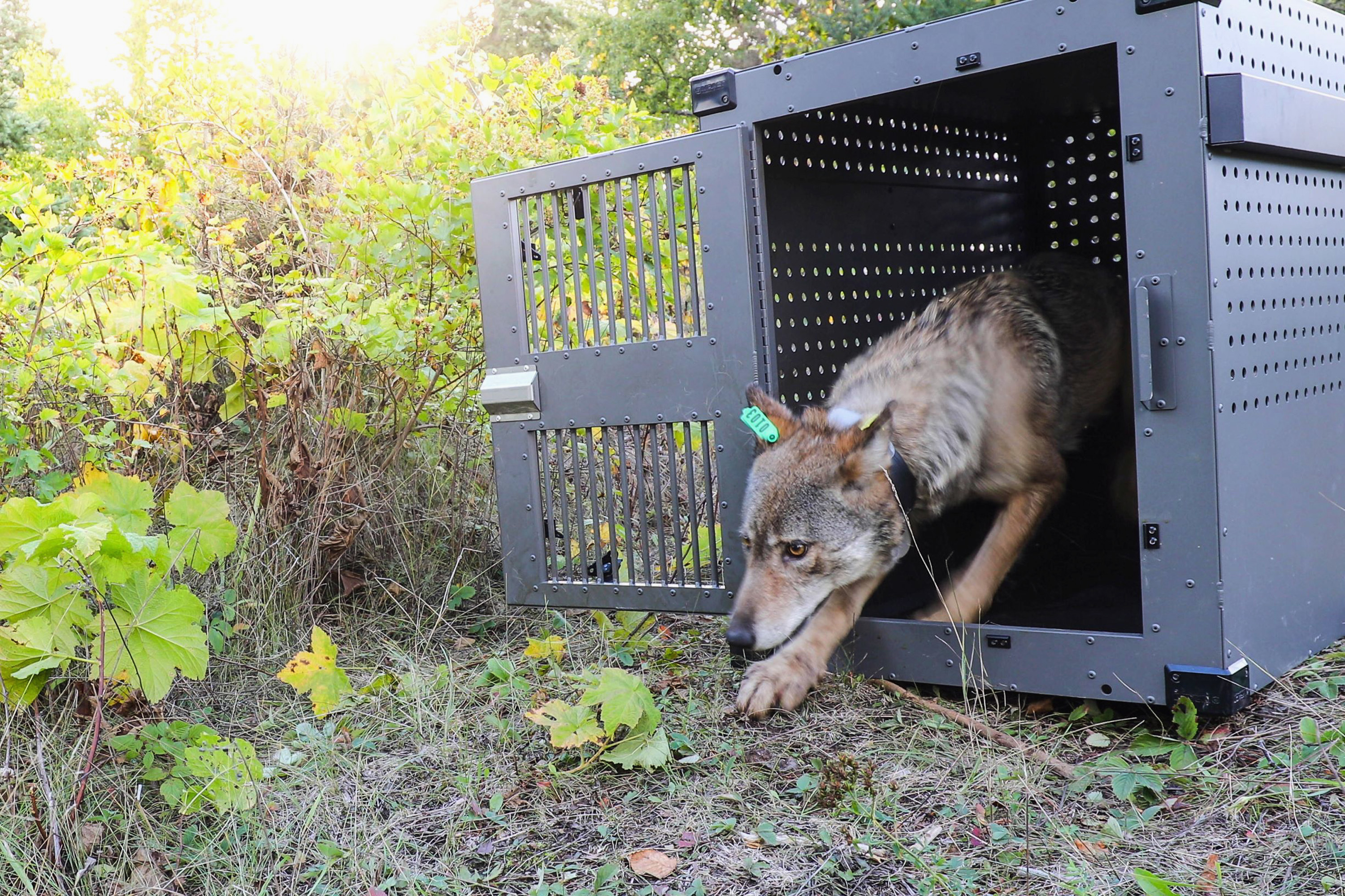 In this Sept. 26, 2018, file photo, provided by the National Park Service, a 4-year-old female gray wolf emerges from her cage as it released at Isle Royale National Park in Michigan. U.S. wildlife officials plan to lift protections for gray wolves across the Lower 48 states, a move certain to re-ignite the legal battle over a predator that's rebounding in some regions and running into conflicts with farmers and ranchers, an official told The Associated Press. (National Park Service via AP, File)