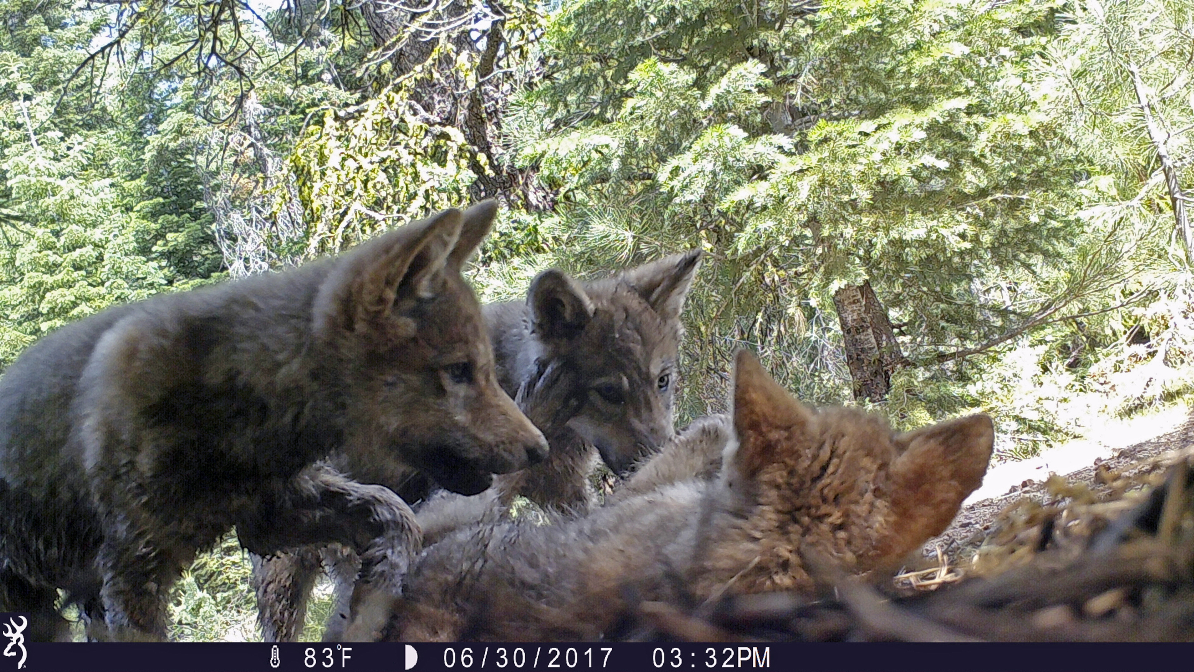 This June 30, 2017 remote camera image released by the U.S. Forest Service shows a female gray wolf and her mate with a pup born in 2017 in the wilds of Lassen National Forest in Northern California. U.S. wildlife officials plan to lift protections for gray wolves across the Lower 48 states, re-igniting the legal battle over a predator that's run into conflicts with farmers and ranchers after rebounding in some regions, an official told The Associated Press, Wednesday, March 6, 2019. (U.S. Forest Service via AP, File)