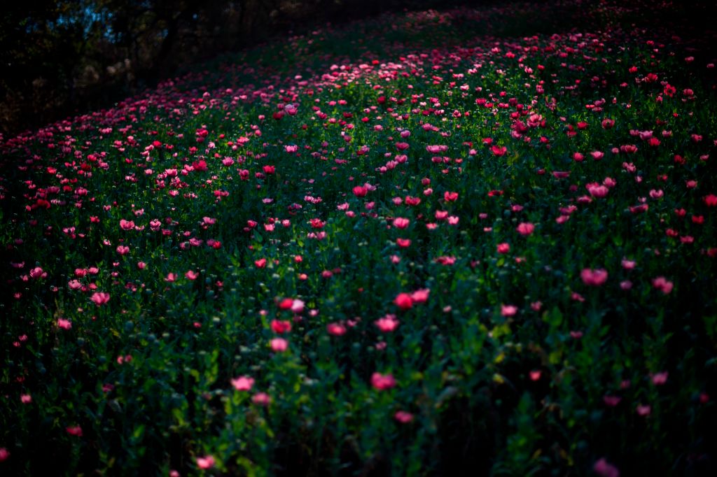 In the mountains of Guerrero, hundreds of impoverished families have depended for years on their poppies cultivation, a beautiful flower from which opium gum, the precursor of heroin, is obtained. But, recently they have been affected due to the emergence of a synthetic opioid that is 50 times stronger than heroin: the fentanyl, which negatively impacts in the price of the kilo of opium gum. (Photo PEDRO PARDO/AFP/Getty Images)