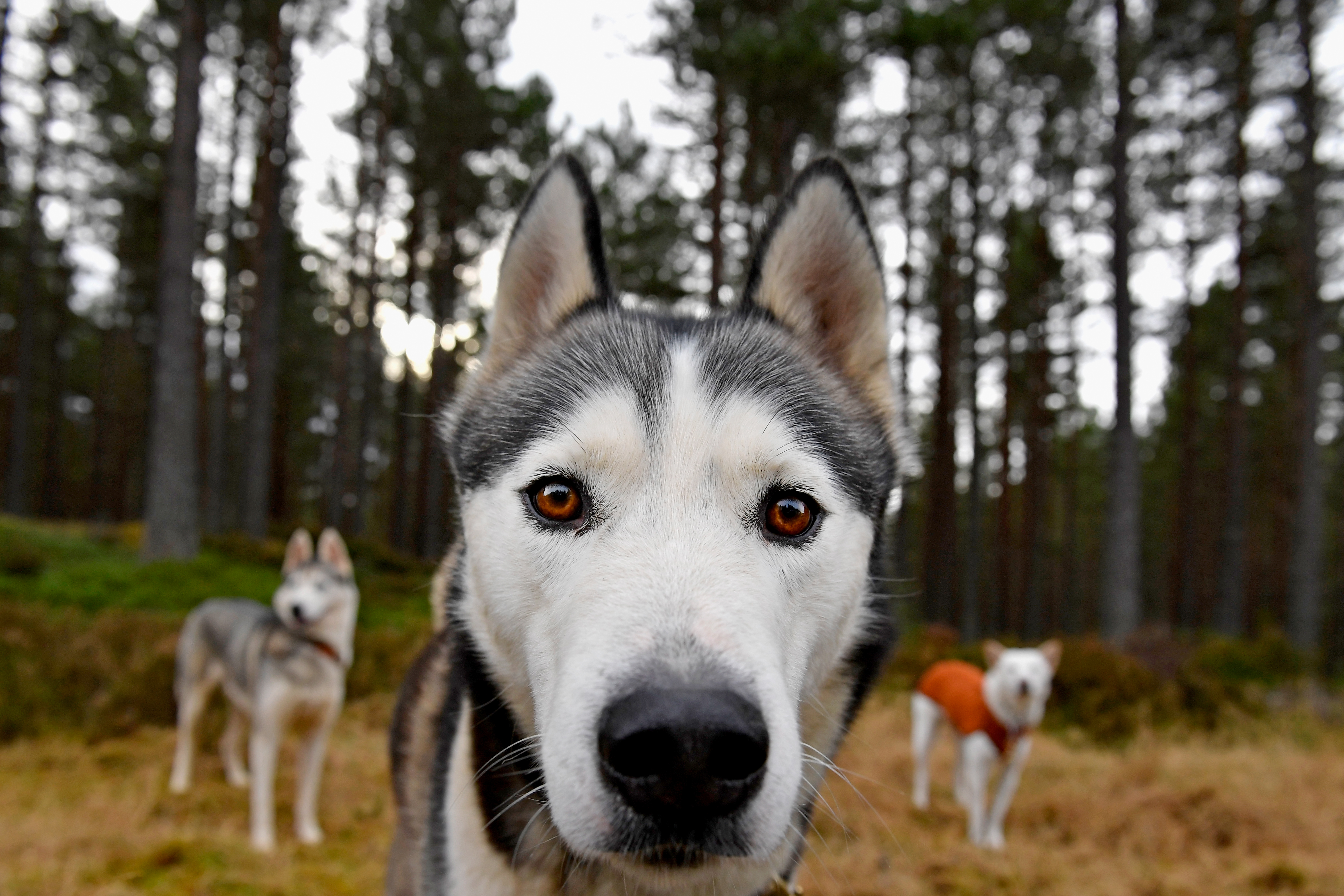 The canine, who is said to have resembled a husky, was found dead on Tuesday afternoon inside the plane's cargo hold. (Getty)