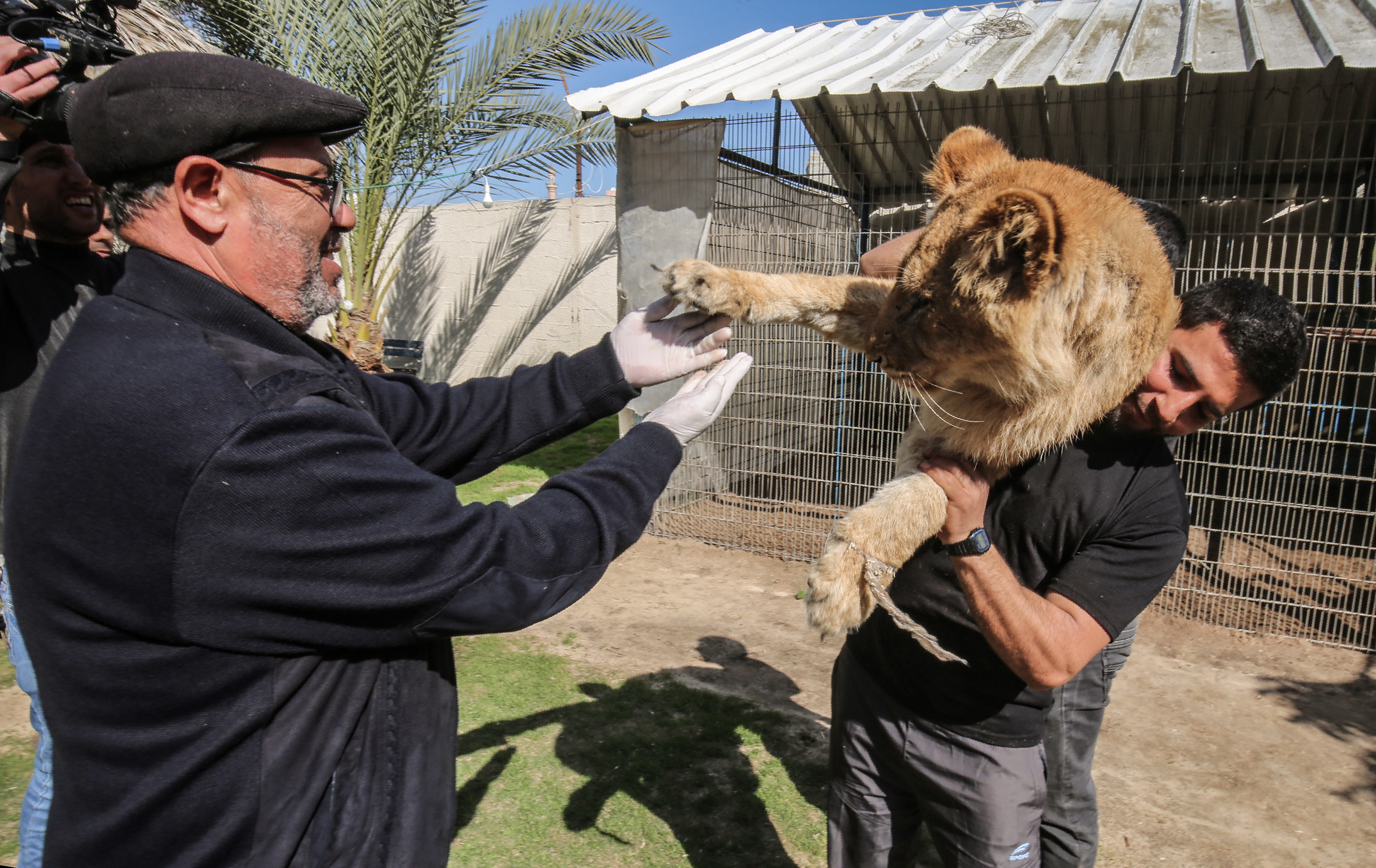 Palestinian veterinarian Fayyaz al-Haddad, reaches for the paw of the lioness 'Falestine' as she is held by another man, at the Rafah Zoo in the southern Gaza Strip on February 12, 2019. - The zoo in the war-battered Palestinian enclave is promoting itself as offering the chance to play with the 14-month-old declawed lioness, which is supposed to be placid enough to meet visitors. It is the latest unconventional animal care practice in Gaza where there is no specialized animal hospital with a few dilapidated zoos competing for business. (Photo by SAID KHATIB / AFP/Getty Images)