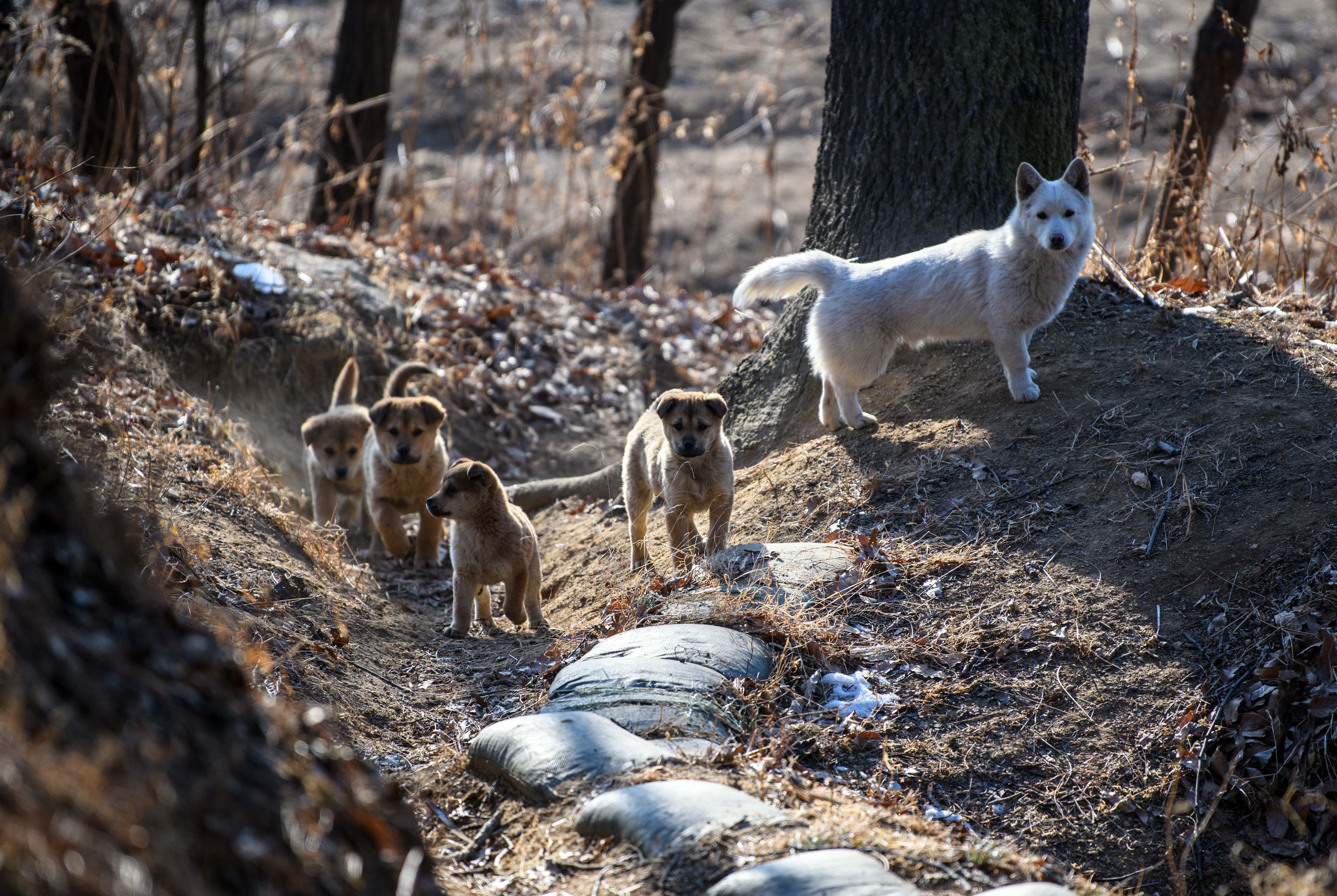 North Korea cracks down on owning pet dogs as capitalist 'decadence', sends pooches to